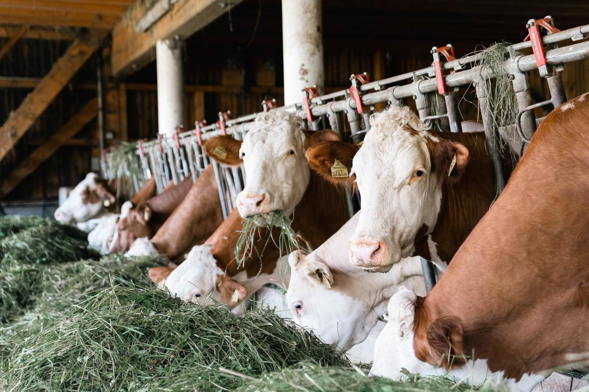 Ferienhof Grubinger Unterach am Attersee Eksteriør billede