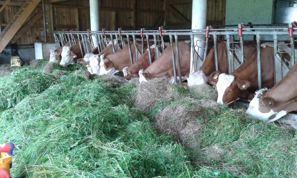 Ferienhof Grubinger Unterach am Attersee Eksteriør billede