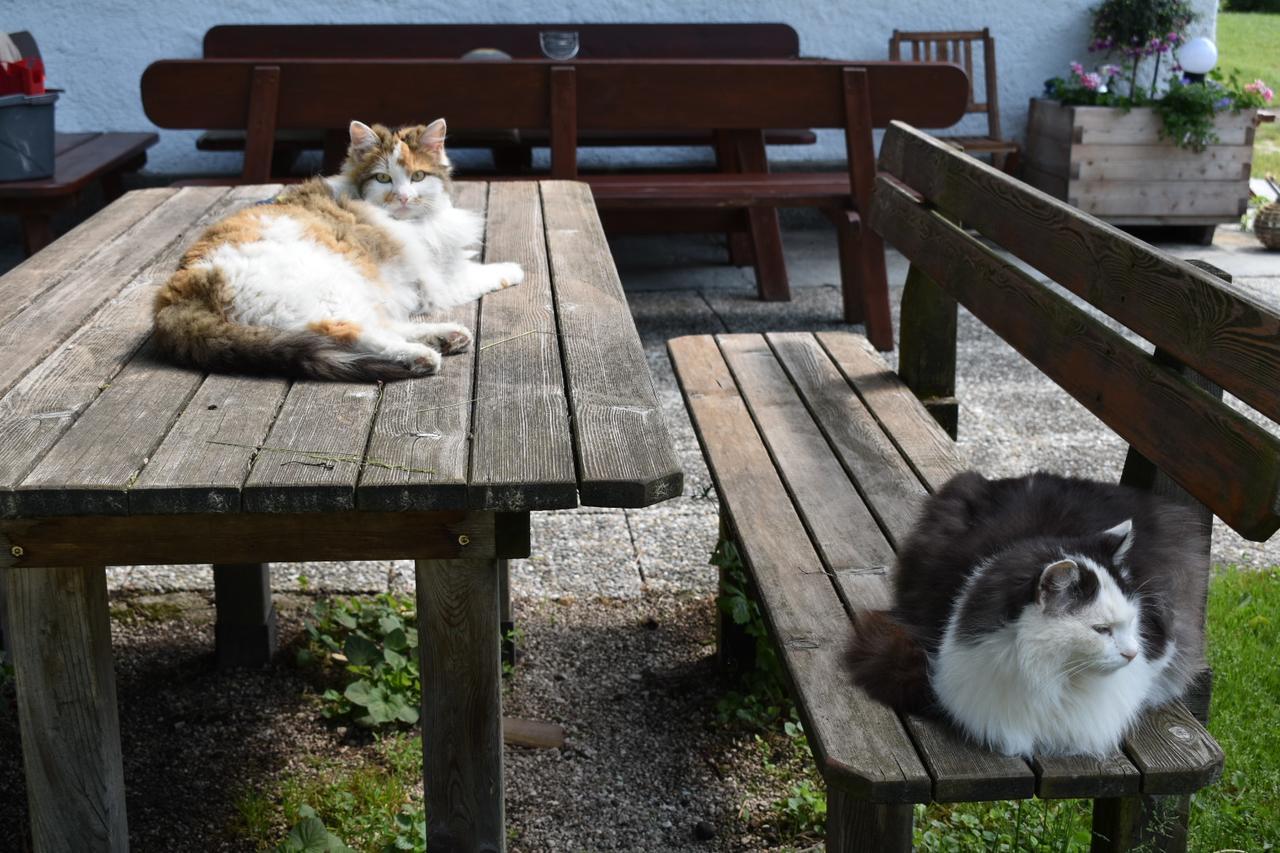 Ferienhof Grubinger Unterach am Attersee Eksteriør billede