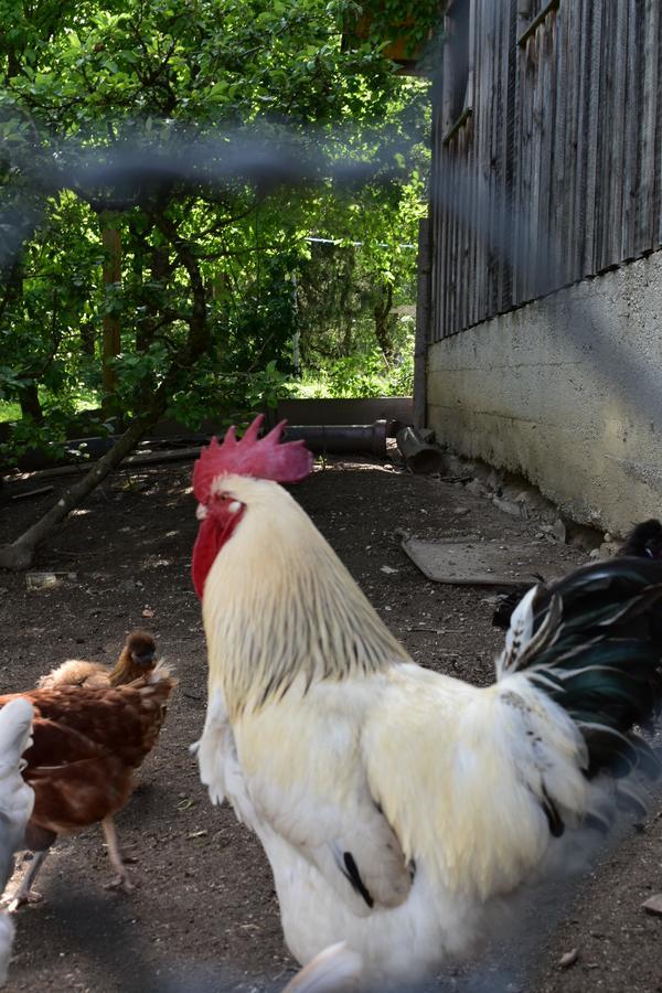 Ferienhof Grubinger Unterach am Attersee Eksteriør billede